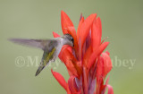 Ruby-throated Hummingbird _S9S6503.jpg