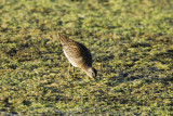 Short-billed Dowitcher _H9G1187.jpg