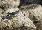 Spotted Sandpiper _S9S9650.jpg