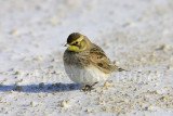 Horned Lark _S9S2358.jpg