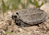 Snapping Turtle juv _MG_3558.jpg