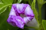 Purple Repose