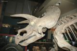 Triceratops