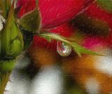 Dew Kissed Rose