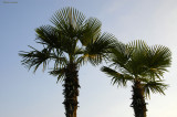 Twin Palms