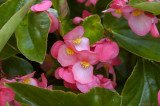 Pink Begonia