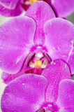 Orchids In Proximity