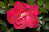 Solitary Rose
