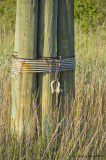 The Ties That Bind