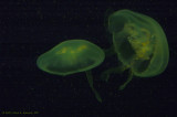 Green Fluorescence
