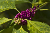 Beauty Berry Bush