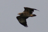 Wedgetail Eagle.jpg