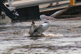 IMG_3445c.jpg