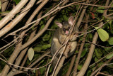 Possum.JPG