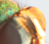 Louie the flys mosaic eye