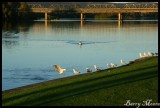 Taree Bridge and River