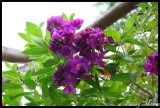 Purple flowers