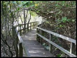Mangrove Board Walk at Tweed Heads