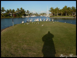 Pelicans at Tweed Heads 3