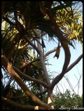 Banyan tree at Tweed Heads 2