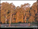 trees at sunset IMG_0175.JPG