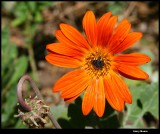 Orange Flower II