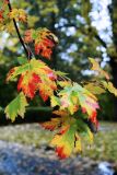 An Offering of Colour