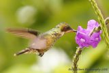 Hummingbird (Need ID!)