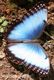 Blue Morpho Butterfly