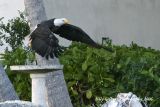 Bald Eagle in bird bath