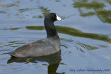 American Coot