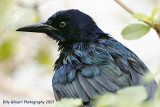 Boat-tailed Grackle