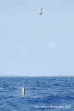 Sailfish