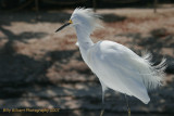 Snowy Egret