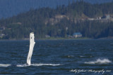 Humpback Whale