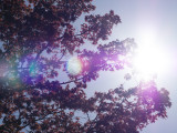 Test shot directly into the sun