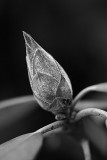 Rhododendron bud