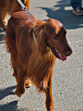 Irish Setter