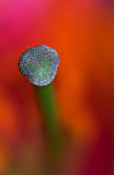 Tiger Lily - Stamen