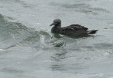 Jan-van-Gent / Gannet