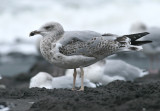 Geelpootmeeuw / Yellow-legged Gull