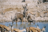 Okaukuejo Waterhole 1