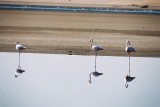 Flamingoes - Walvisbay