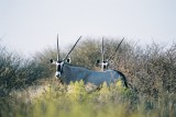 Gemsbok