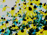 Photo003.jpg
