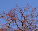 Tree full of Waxwings