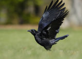 Crow Takeoff