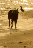 Mollie running away from a duck