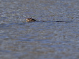 Muskrat