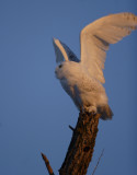 Snowy Takeoff